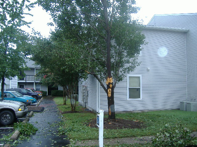 This tree is the left one of the last photo, it took a lot of damage.